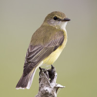 Lemon-bellied Flyrobin